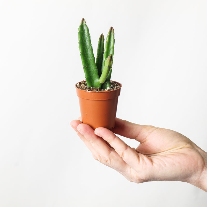 Stapelia leendertziae (Stapeliad) — 6cm