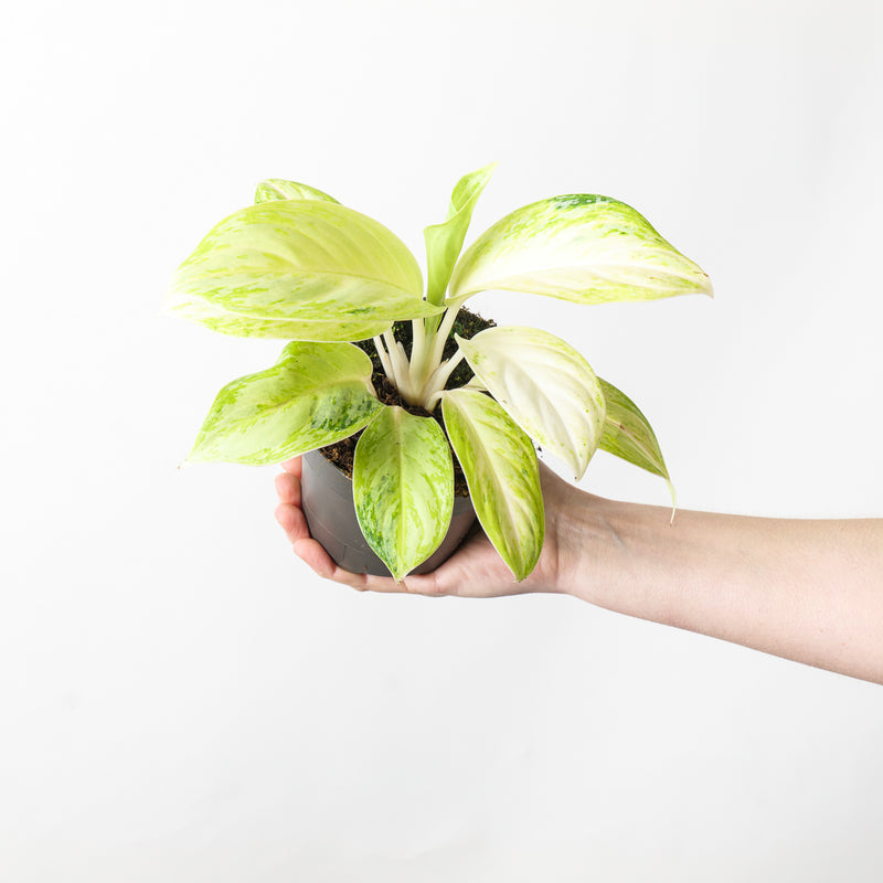Aglaonema 'Arctic Lime' Plants GrowTropicals