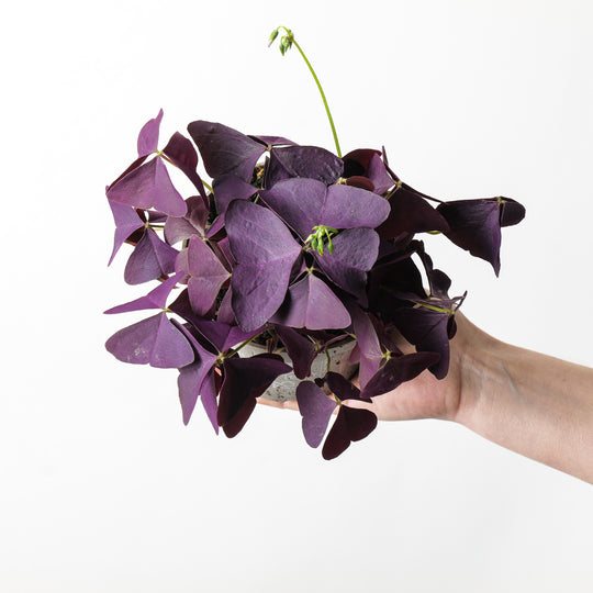 Oxalis triangularis 'Mijke' 12cm Plants GrowTropicals