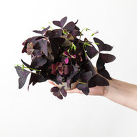 Oxalis triangularis