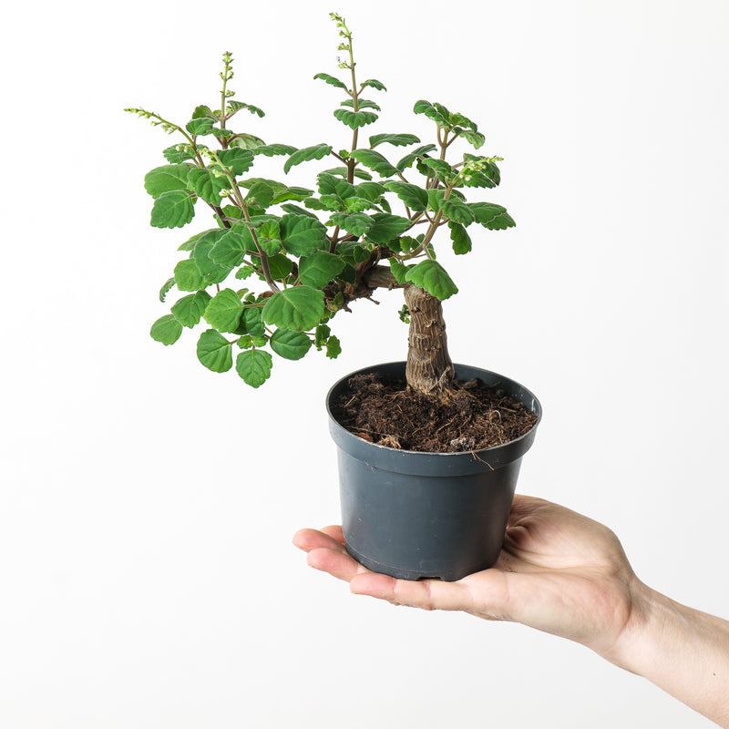 Plectranthus ernestii 'Sumo' Plants GrowTropicals