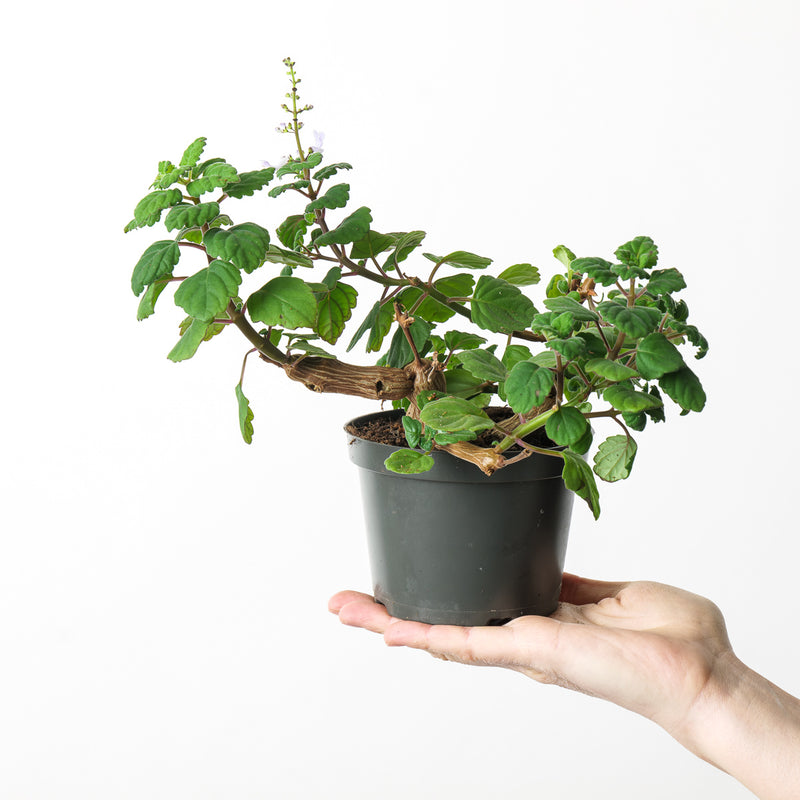 Plectranthus ernestii 'Sumo' — 14cm