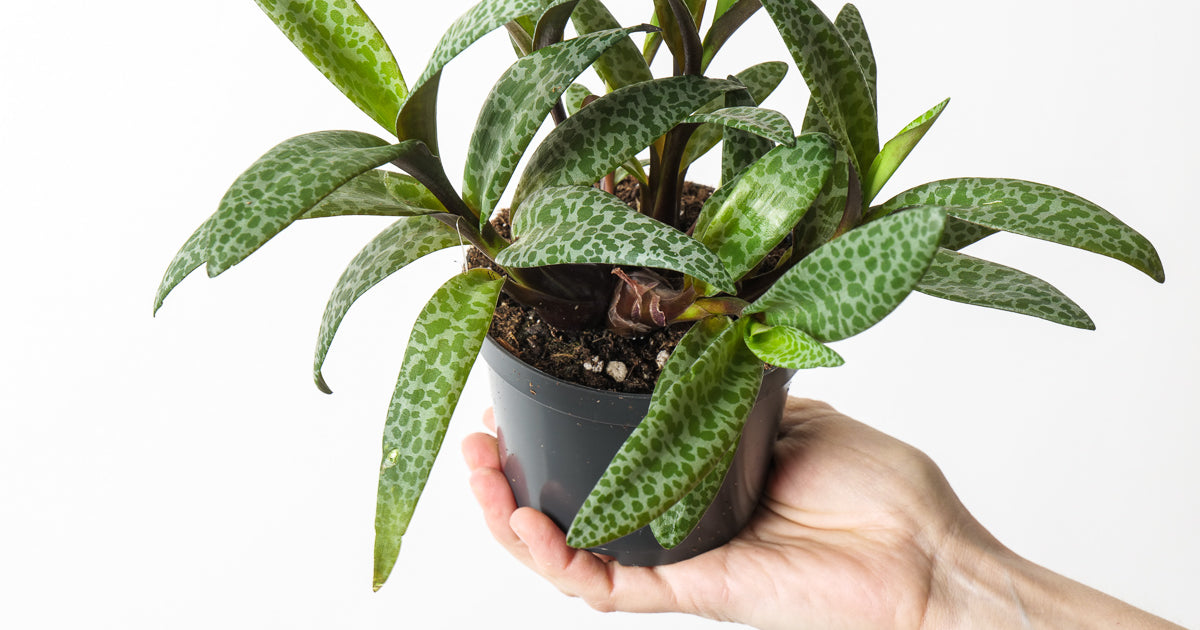 leopard lily succulent Ledebouria socialis syn. Scilla violacea | Leopard Lilly | Plants