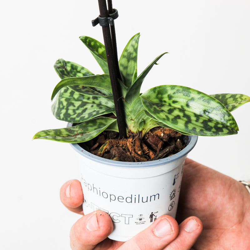 Paphiopedilum sukhakulii Plants GrowTropicals