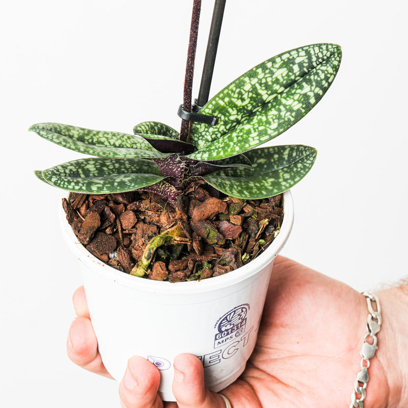 Paphiopedilum delenatii Plants GrowTropicals
