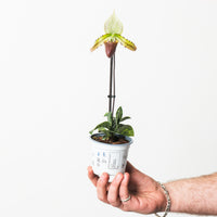 Paphiopedilum sukhakulii