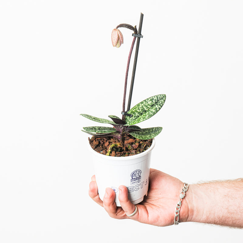 Paphiopedilum delenatii 11cm Plants GrowTropicals