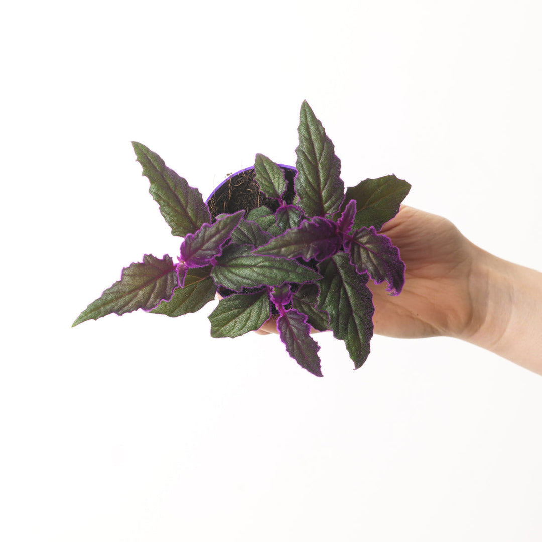 Gynura aurantiaca 'Purple Passion' - GROW TROPICALS