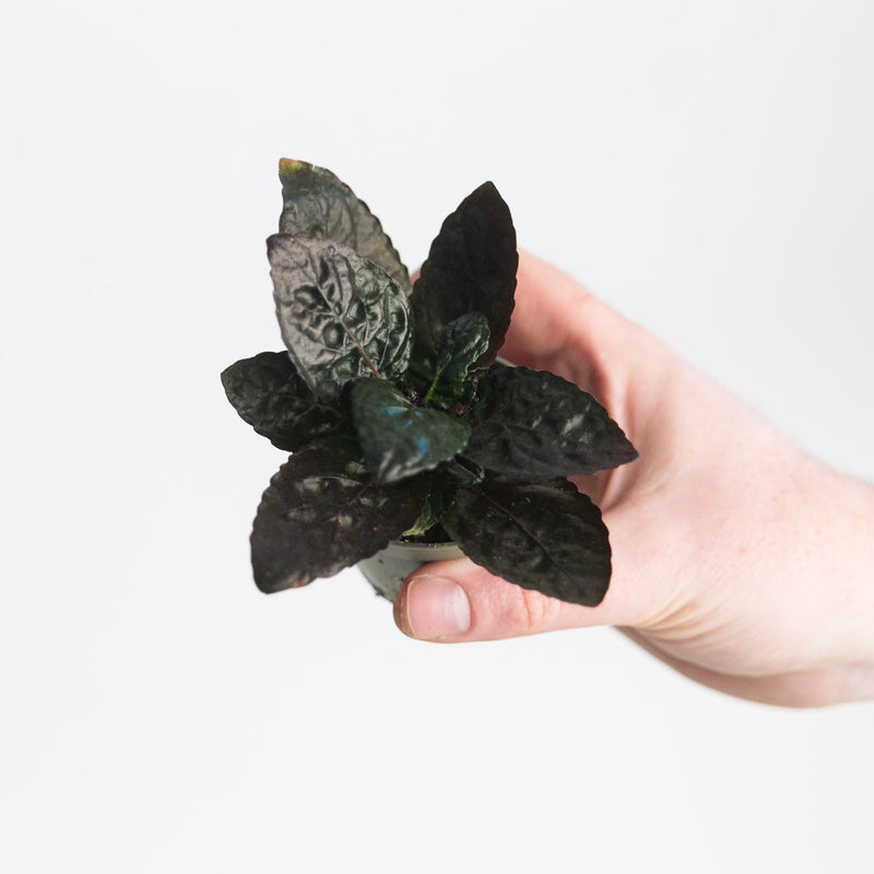 Hemigraphis repanda 'Crispy Red Flame' — 6cm