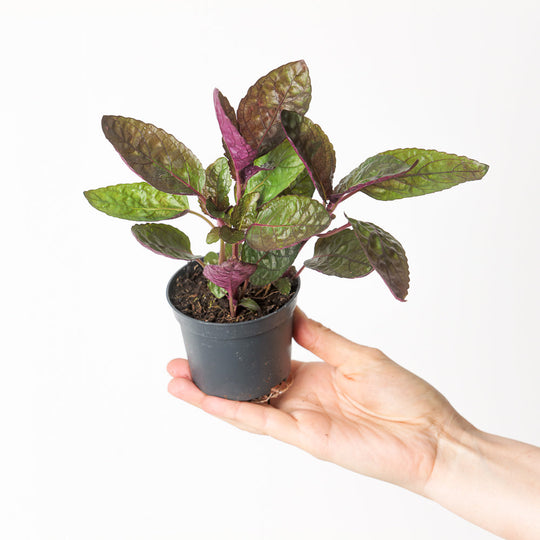 Hemigraphis repanda 'Crispy Red Flame' 9cm Plants GrowTropicals
