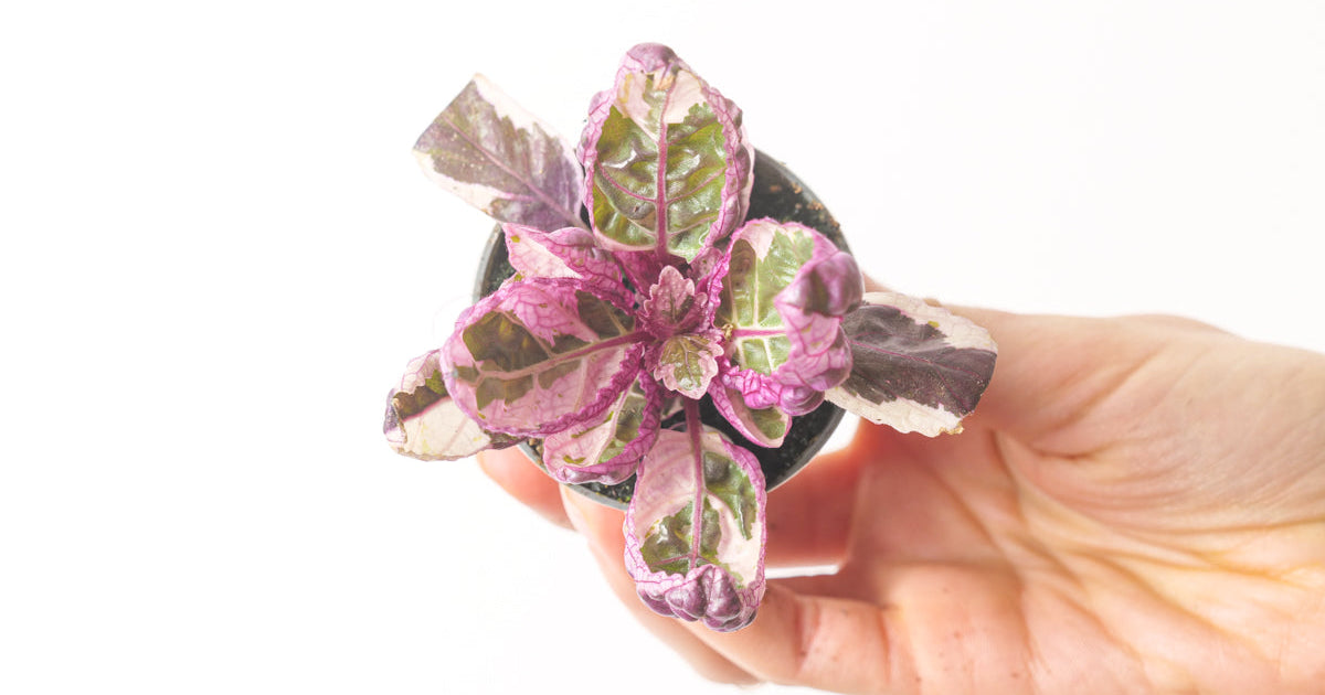 indoor snow white waffle plant Hemigraphis 'Snow White' | Plants