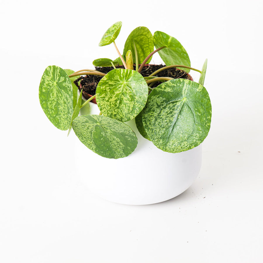 Pilea Peperomioides Mojito | Variegated Chinese Money Plant - GROW TROPICALS