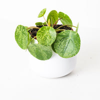 Pilea Peperomioides 'Mojito'