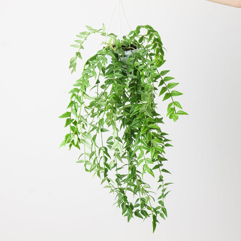 Hoya bella Plants GrowTropicals