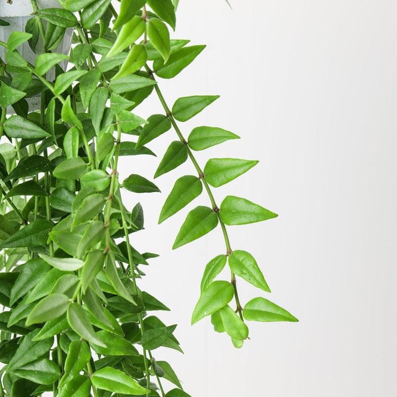 Hoya bella Plants GrowTropicals