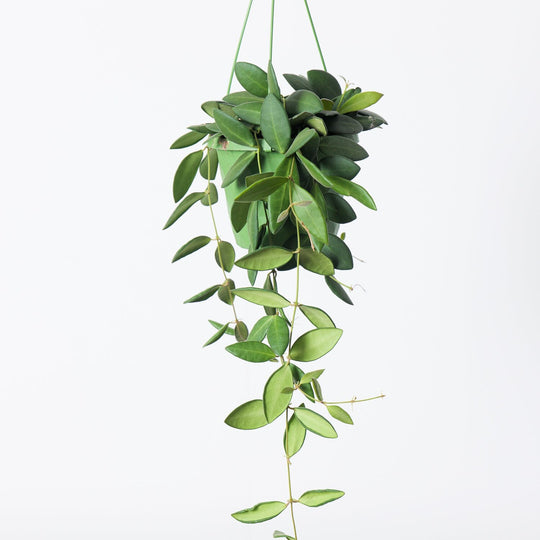 Hoya burtoniae 14cm Hanging Plants GrowTropicals