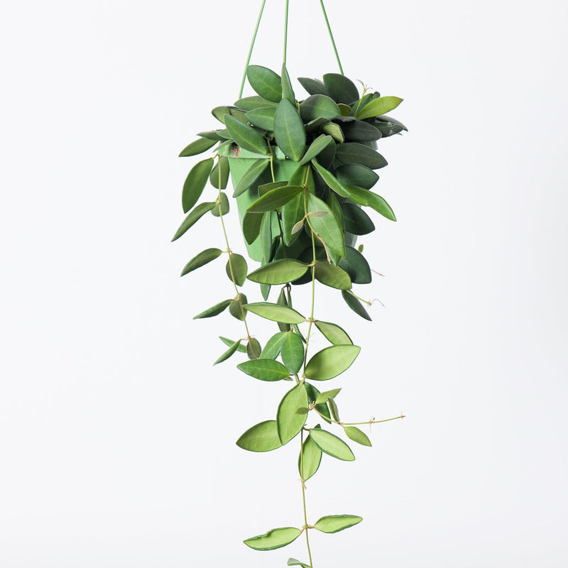 Hoya burtoniae 14cm Hanging Plants GrowTropicals