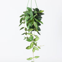 Hoya burtoniae