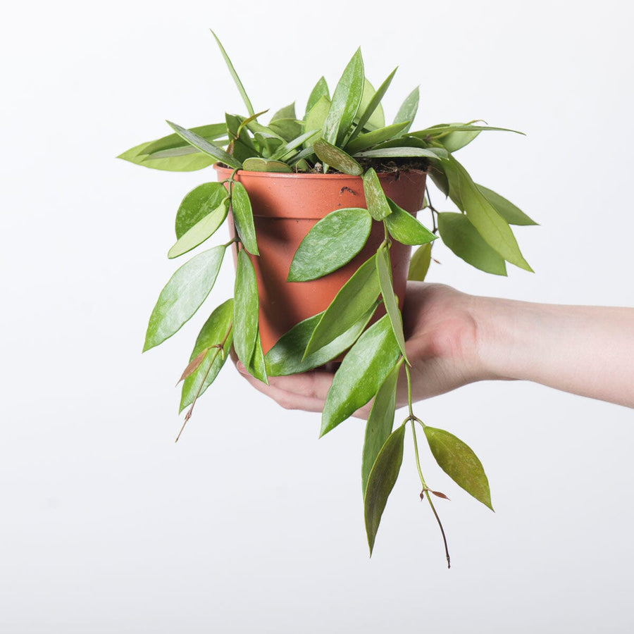 Hoya carnosa 'Gracilis' Plants GrowTropicals 12cm