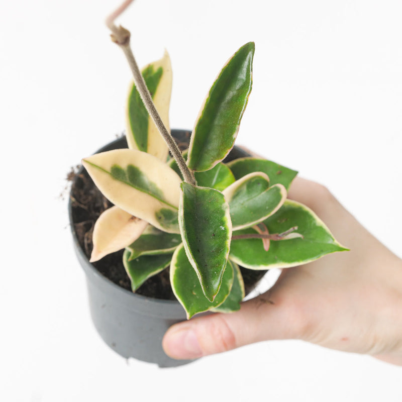 Hoya carnosa var. albomarginata Plants GrowTropicals
