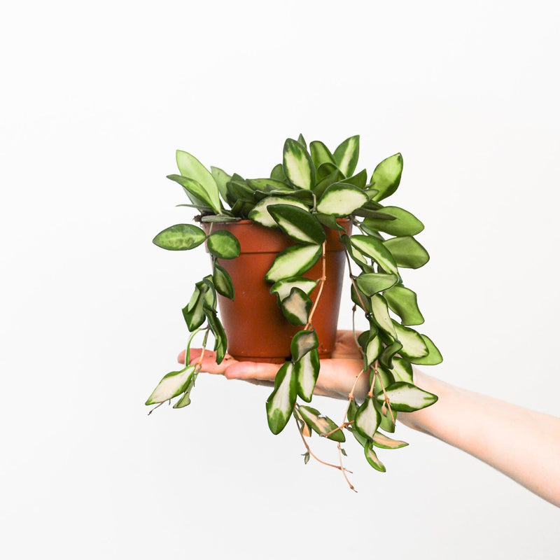 Hoya sp. aff burtoniae 'DS70' Plants GrowTropicals