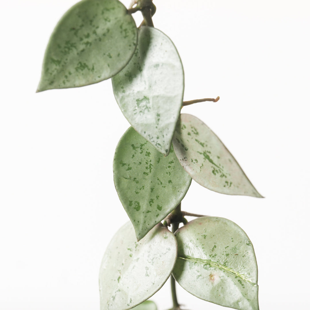 Hoya krohniana 'Eskimo' - GROW TROPICALS