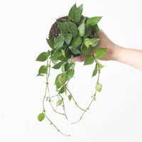 Hoya krohniana 'Splash'