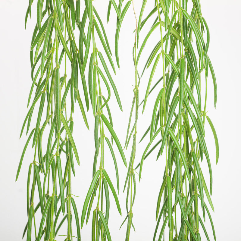 Pet Safe Bundle Plant Bundle GrowTropicals