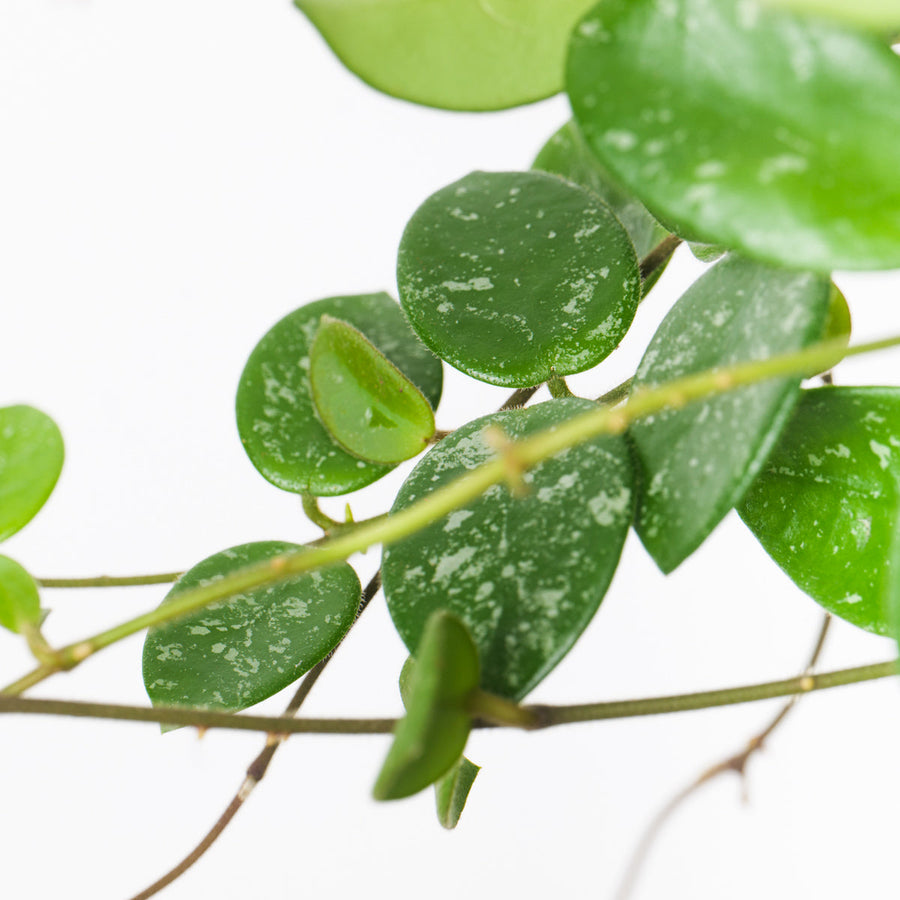 Hoya 'Mathilde' Plants GrowTropicals