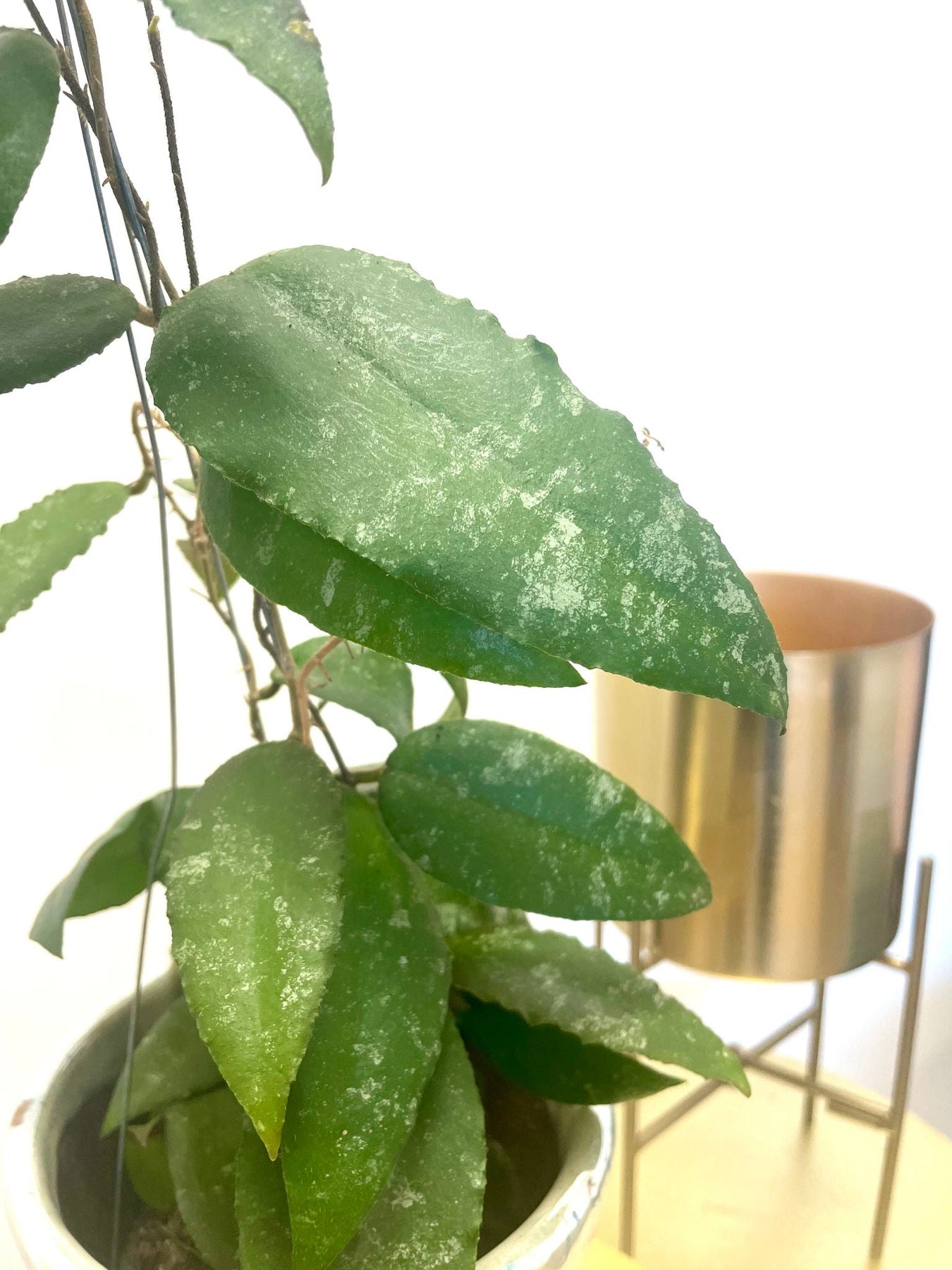 Hoya Caudata Sumatra GROW TROPICALS Hoya Caudata Sumatra GROW TROPICALS