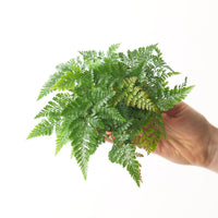 Humata tyermanii (White Rabbit's Foot Fern)