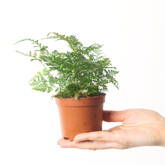 Humata tyermanii (White Rabbit's Foot Fern) 10.5cm Plants GrowTropicals