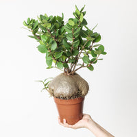 Hydnophytum papuanum