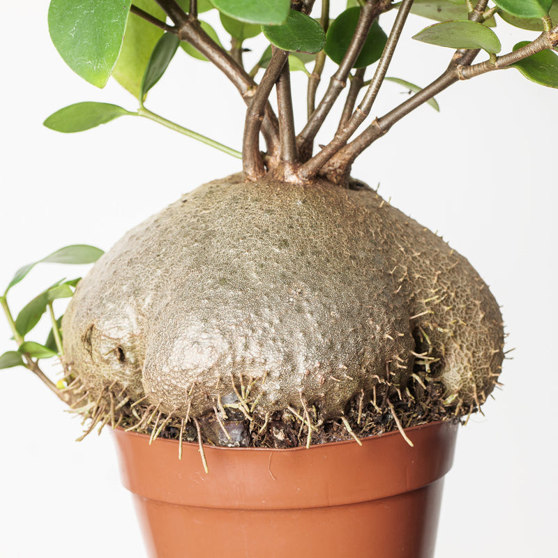 Hydnophytum papuanum Plants GrowTropicals