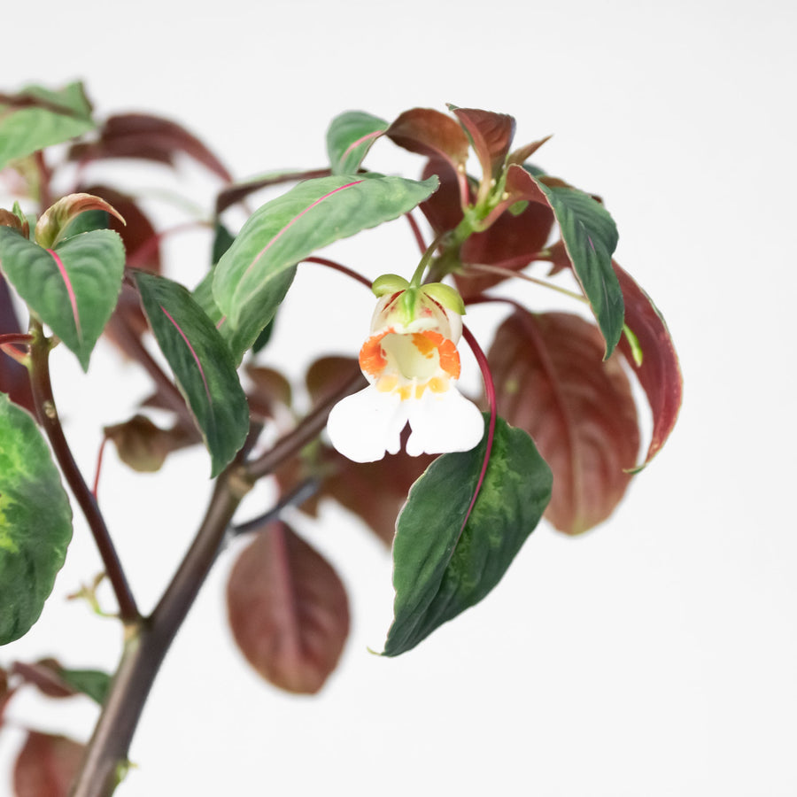 Impatiens morsei 'Velvetea' Plants GrowTropicals