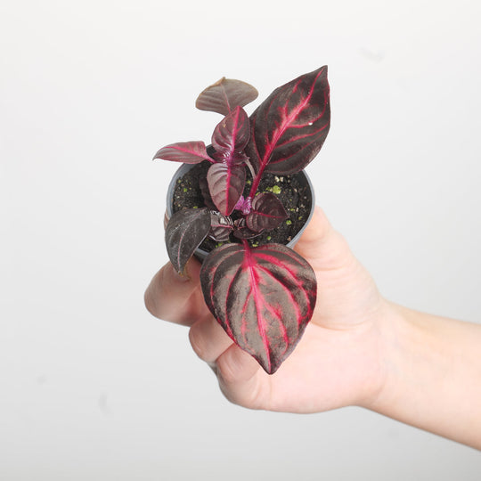 Iresine herbstii 'Bloodleaf' Plants GrowTropicals