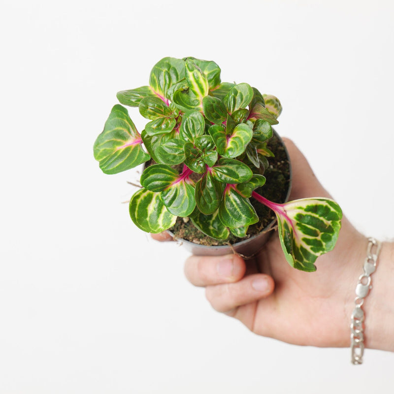 Iresine herbstii 'Funny Gold' Plants GrowTropicals