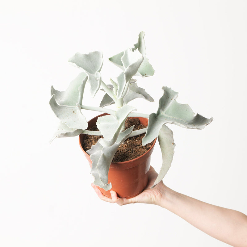 Kalanchoe beharensis — 17cm