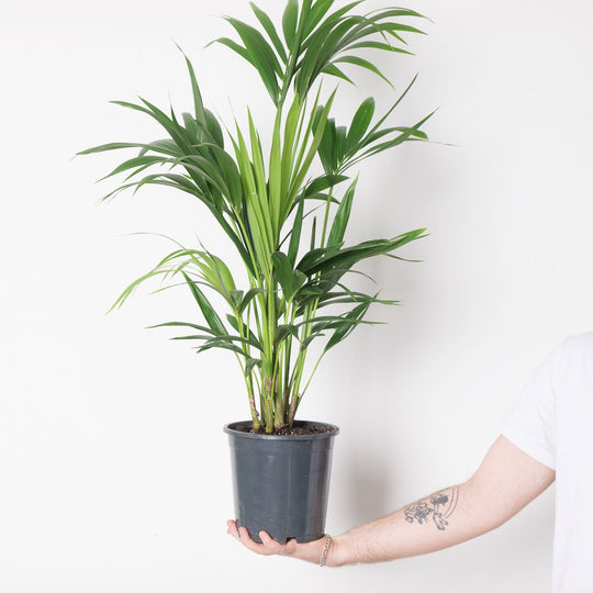 Howea Forsteriana | Kentia Palm 21cm Plants GrowTropicals