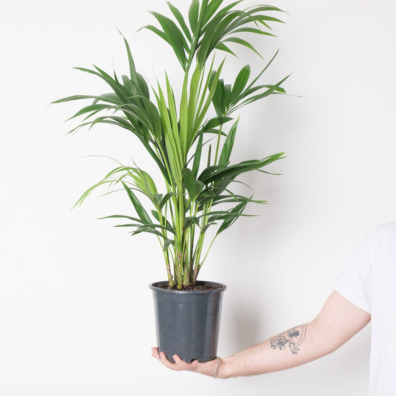 Howea Forsteriana | Kentia Palm — 21cm