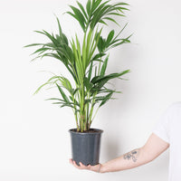Howea Forsteriana | Kentia Palm