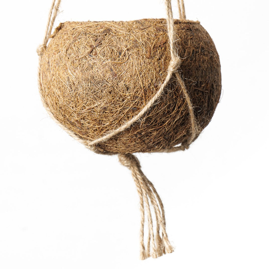 Kokodama "Coconut" hanging pot - House of Kojo