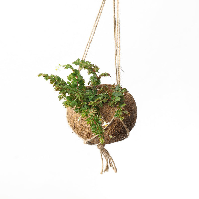 Kokodama "Coconut" hanging pot 10cm Brown Pots & Planters GrowTropicals