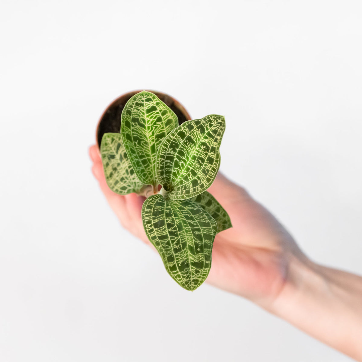 Macodes petola - Jewel Orchid | Plants | GrowTropicals.com