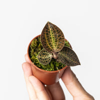 Macodes sanderiana x limii
