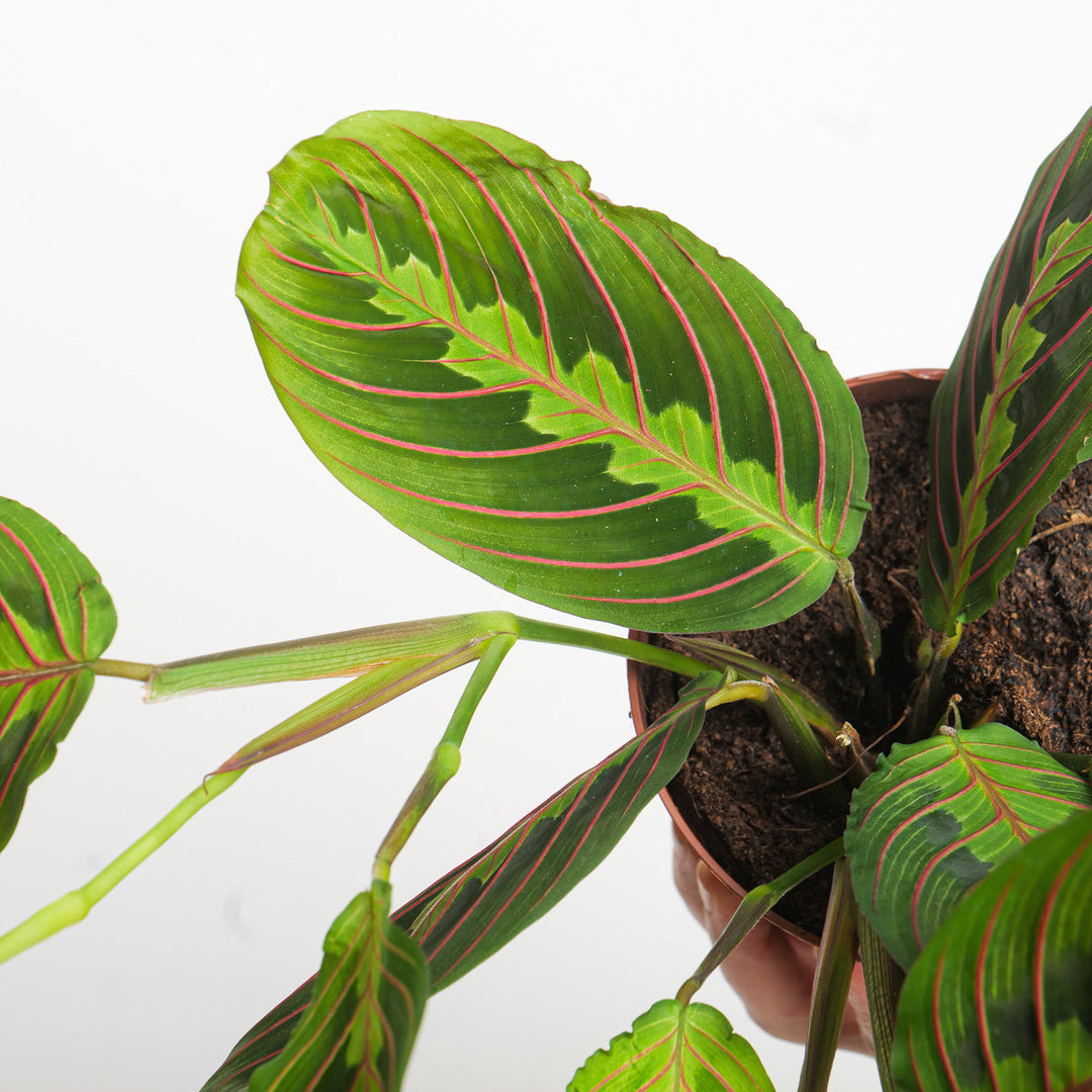 Maranta leuconeura 'Fascinator' Plants GrowTropicals