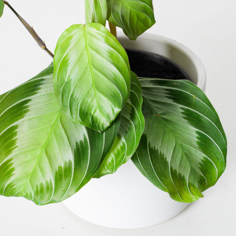 Maranta sp. Silver Band Plants GrowTropicals