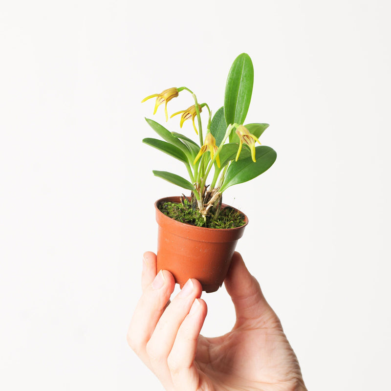 Masdevallia garciae Plants GrowTropicals