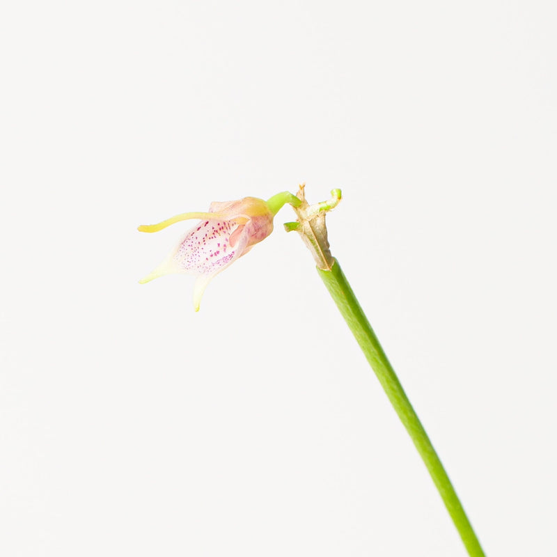 Masdevallia gutullata — 6cm