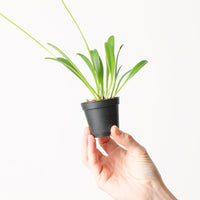 Masdevallia gutullata